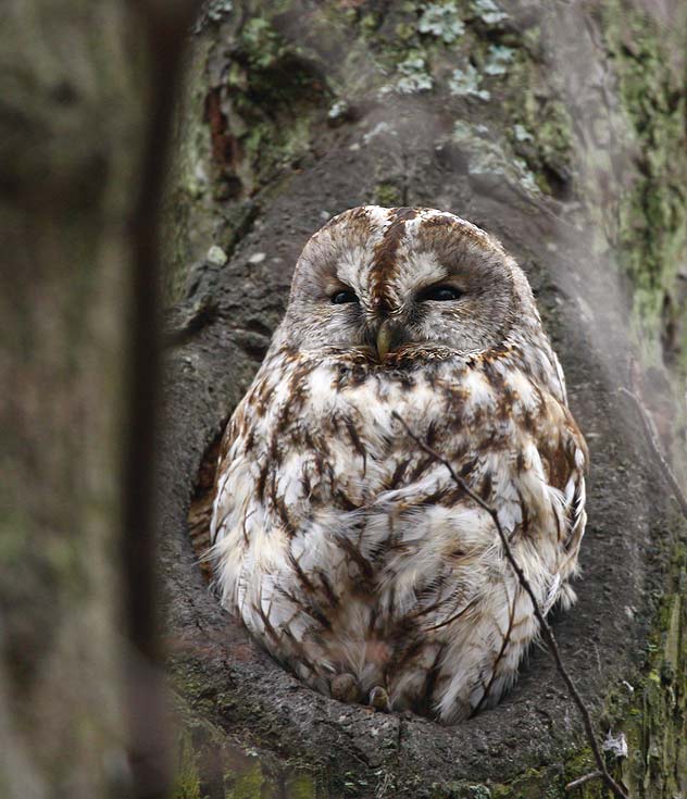 Tawny Owl (Strix aluco)