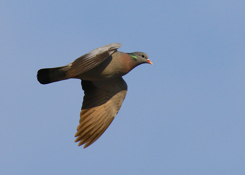 Stock Dove (Columba oenas)