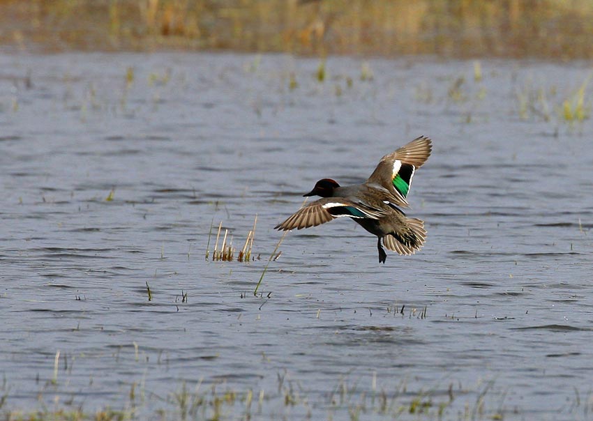 Eurasian Teal (Anas crecca)
