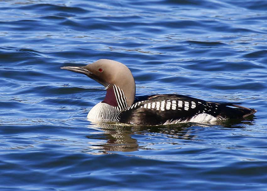 Black-throated Diver (Gavia arctica)