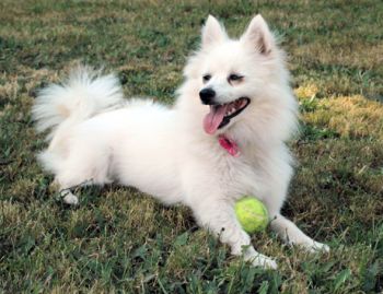 Ellie, Our Mini American Eskimo Dog (November 1, 2001 - (vet-assigned b.d.), adopted August 1, 2006, d. August 1, 2017)