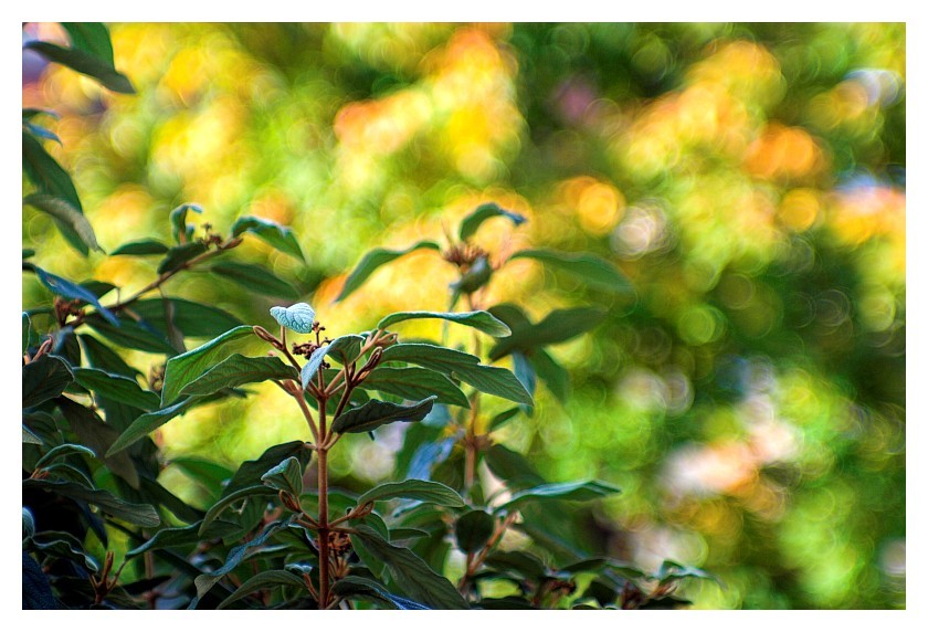 jupiter 9 autumn bokeh