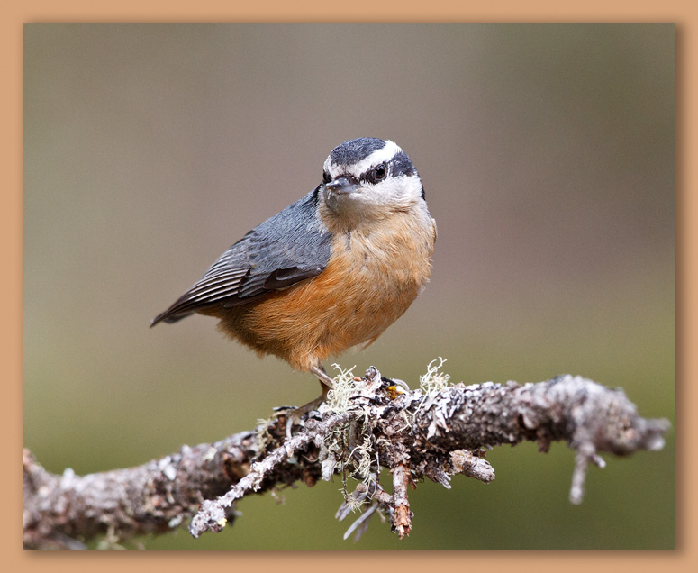 Red-breasted Nuthatch/Sittelle  poitrine rousse