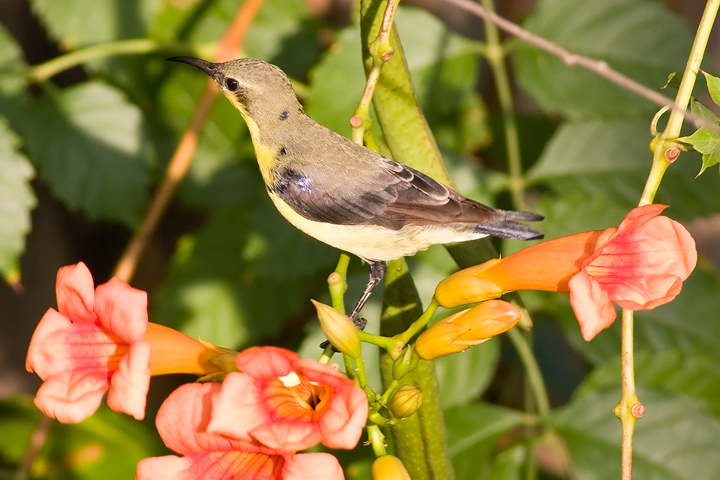 Purple sunbird(Nectarinia asiatica)female