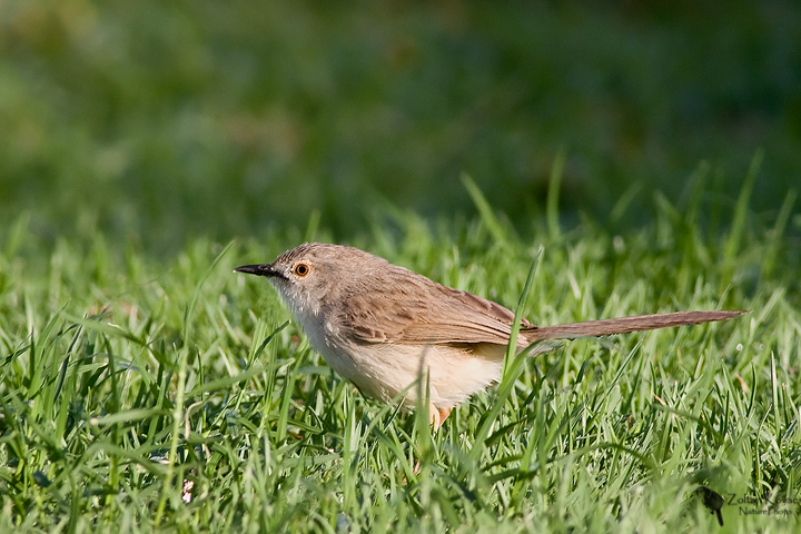 Graceful Prinia (Prinia gracile)