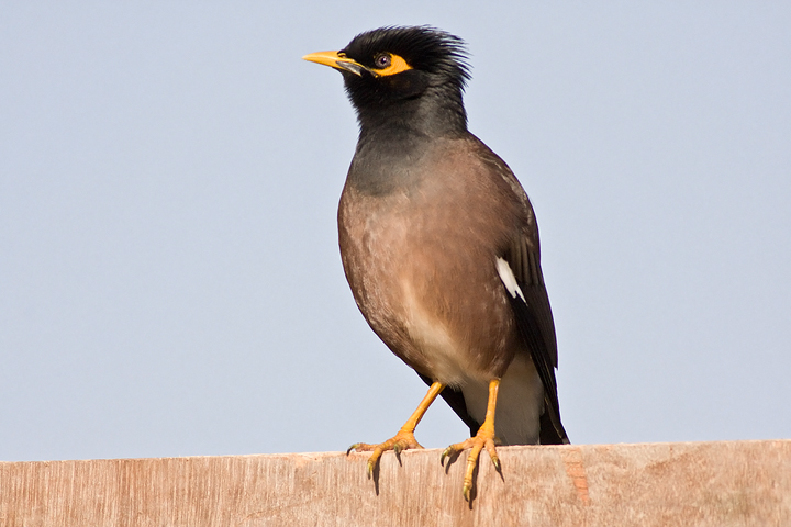 Common myna (Acridotheres tristis)