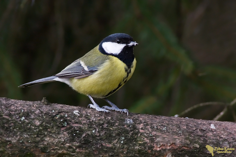 Great tit (Parus major)