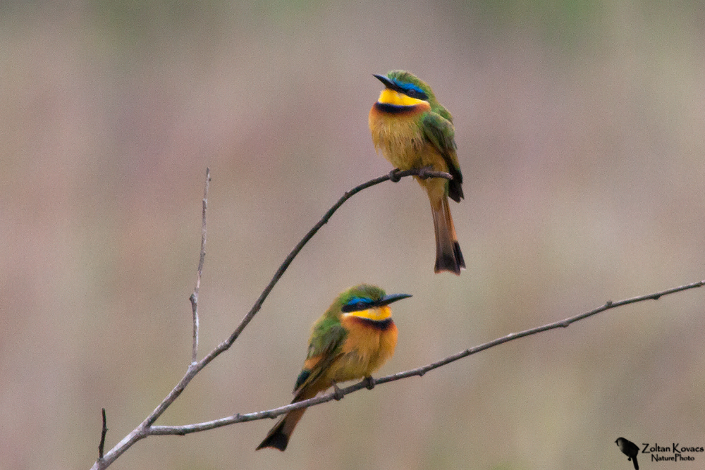 Little Bee-eater (Merops pusillus)