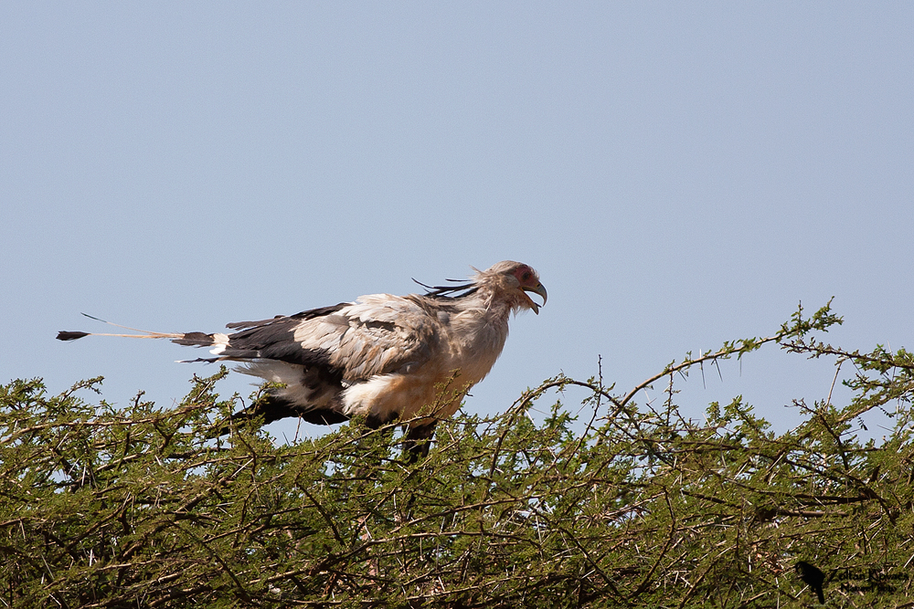 Secretary Bird (Sagittarius serpentarius)