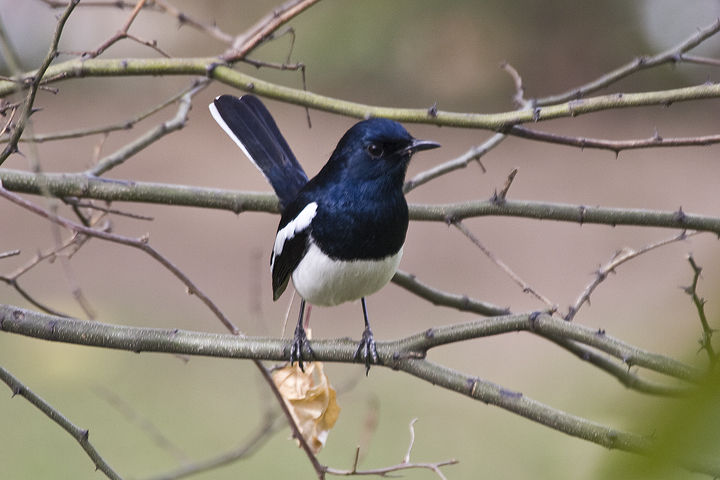 Oriental magpie robin (Copsychus saularis)male