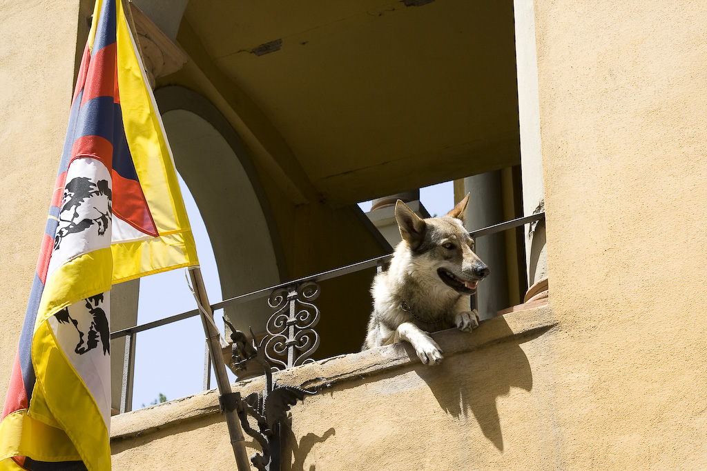 Dog Hangs Out in Bagni di Lucca IT 1 of 1.jpg