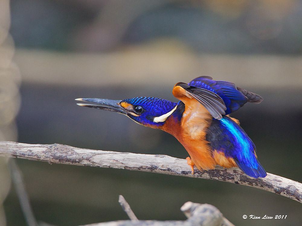 Blue Eared Kingfisher