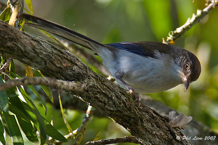 Blue-Winged Minla