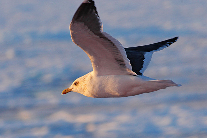 Western Gull