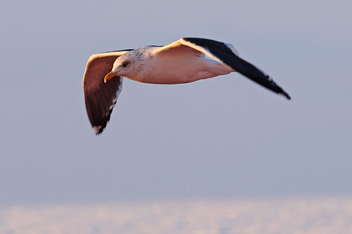 Western Gull