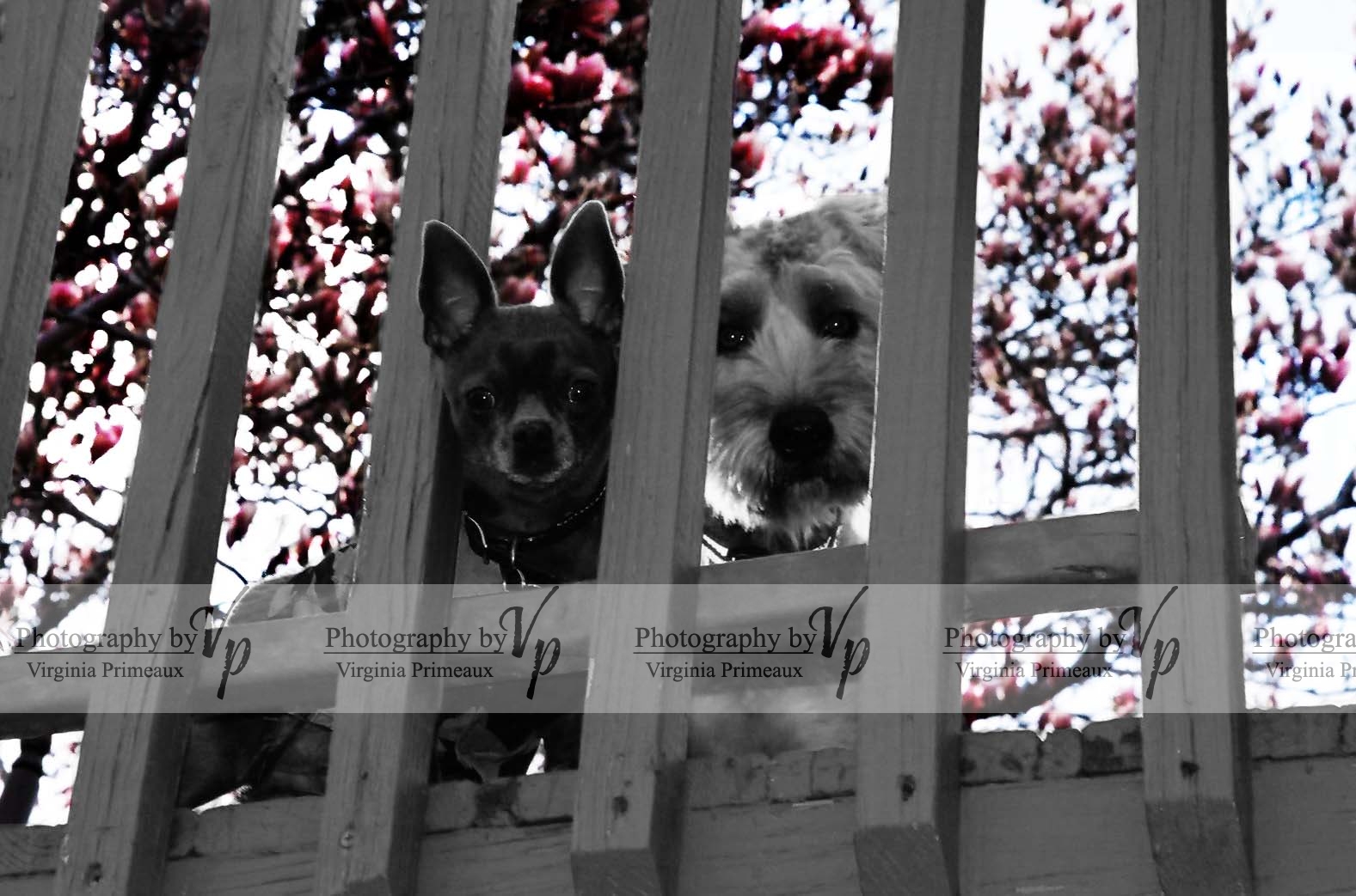 Spanky & Charlie