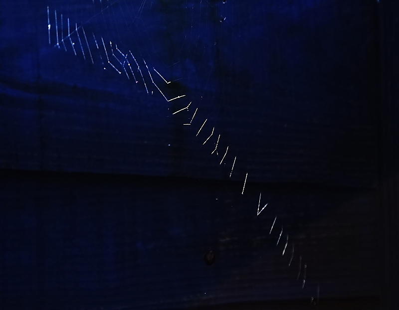 Light on spiderweb