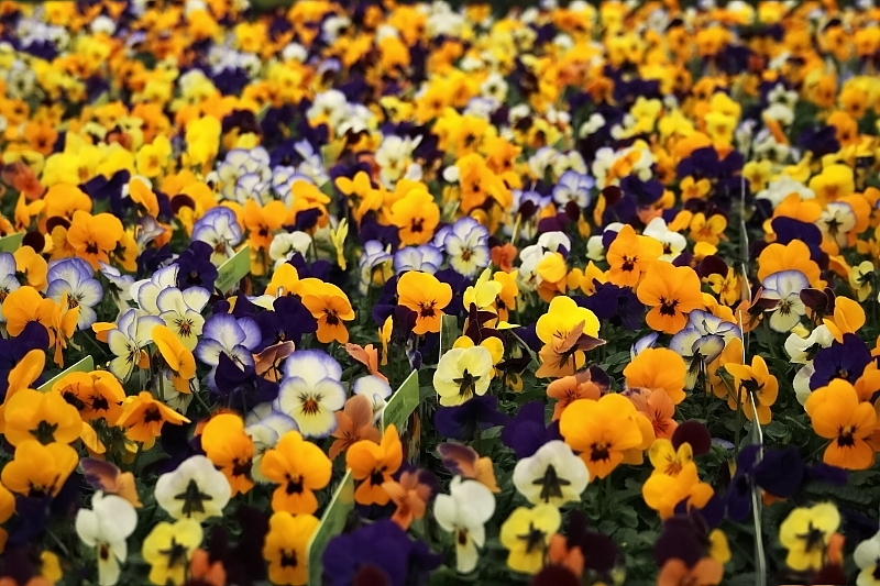At the garden center (1)