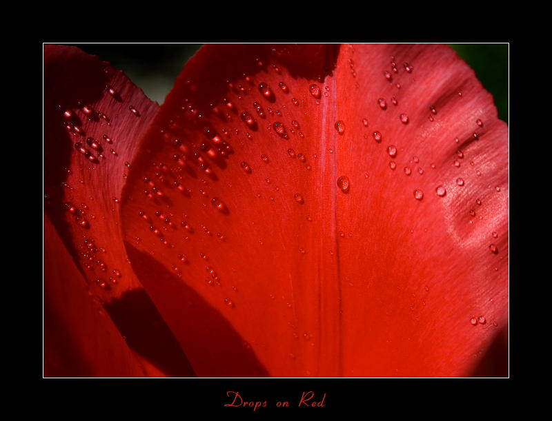 Drops on pink