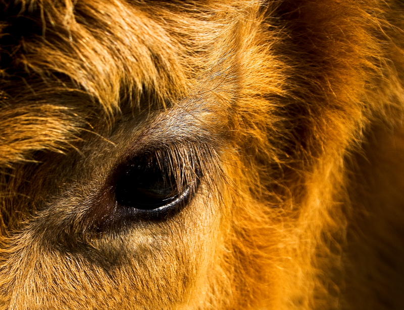 Cows eye