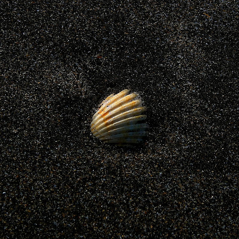 Shell & Sand