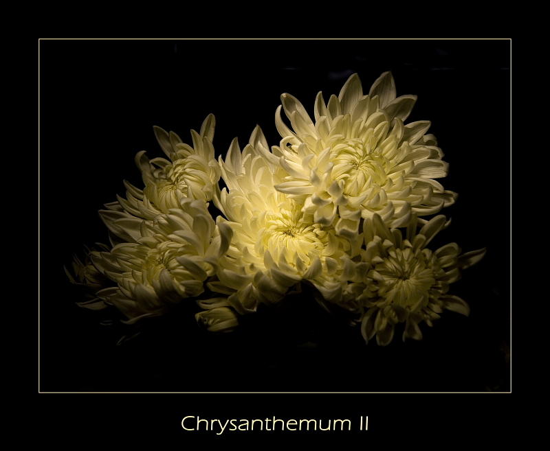 Chrysanthemum II