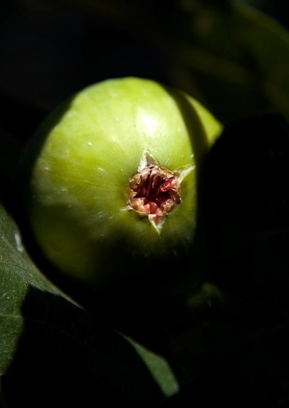 Figs Innuendo II