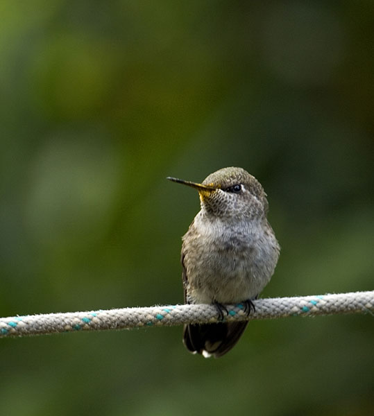 Hummingbird