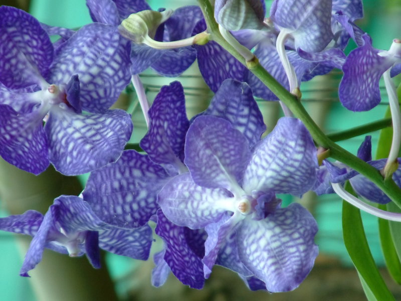 Orchid Plantation