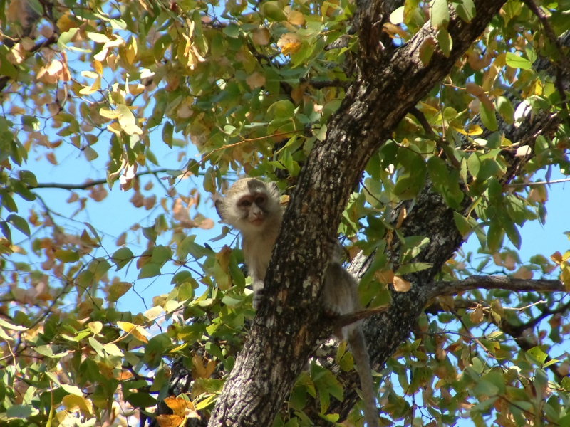 Vervet Monkey at the South Gate to Moremi