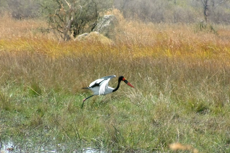 A saddle-billed stork takes flight