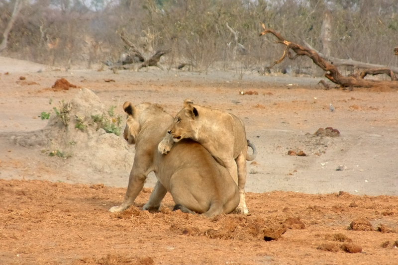 Two lionesses