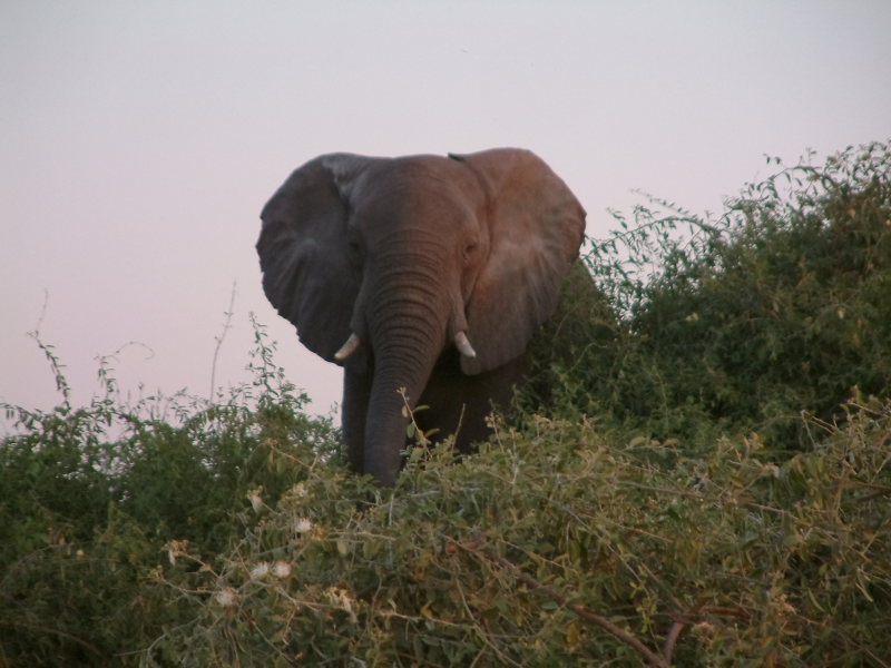 A matriarch elephant threatens us from a ledge above the river