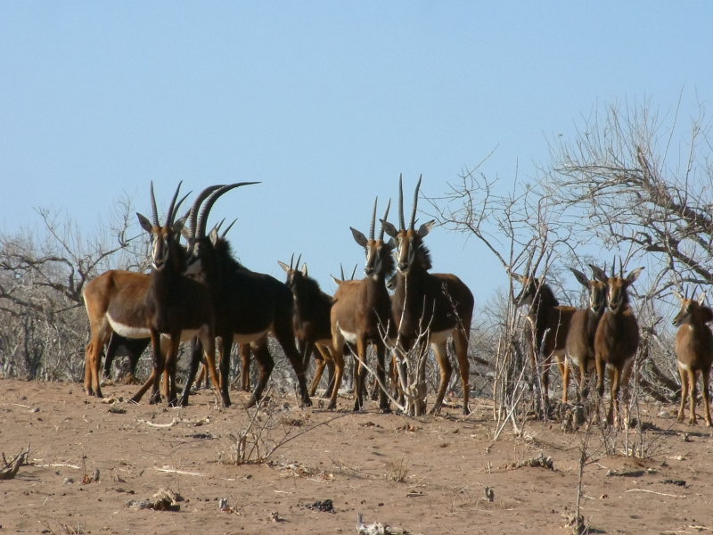 Roan antelope herd