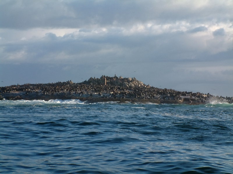 Seal Island in False Bay