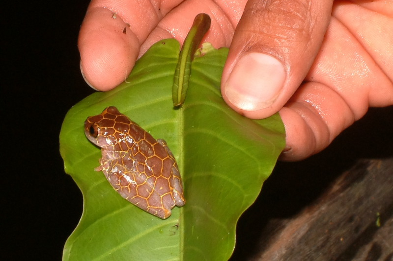 Intricately patterned frog