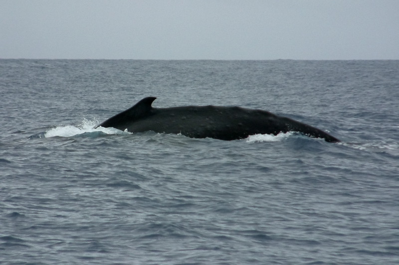 A humpback whale on the surface illustrates the origin of the species name