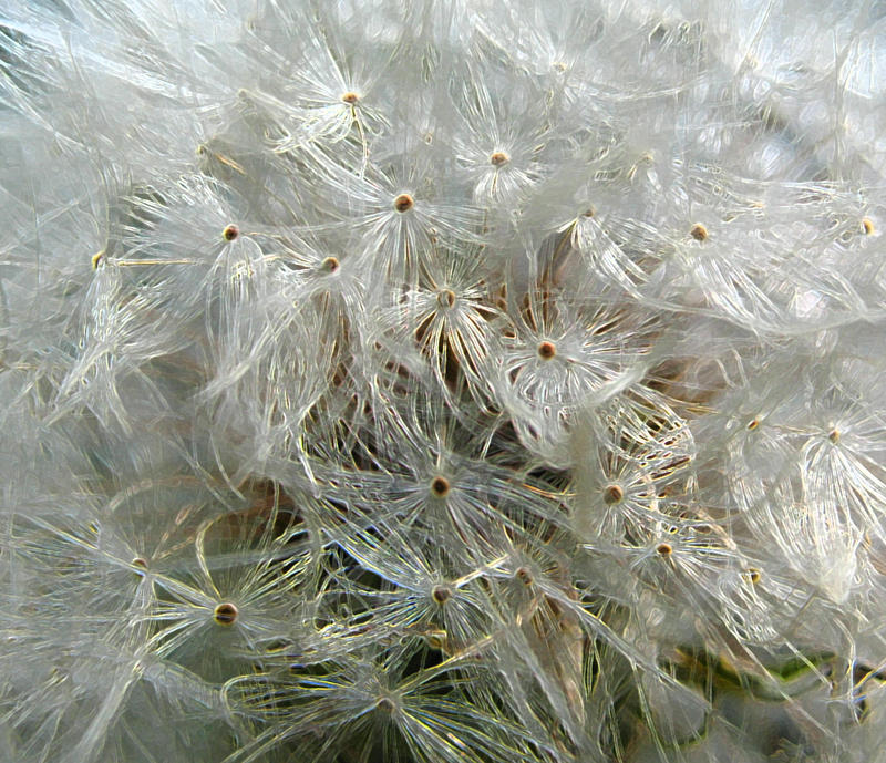 icebloom