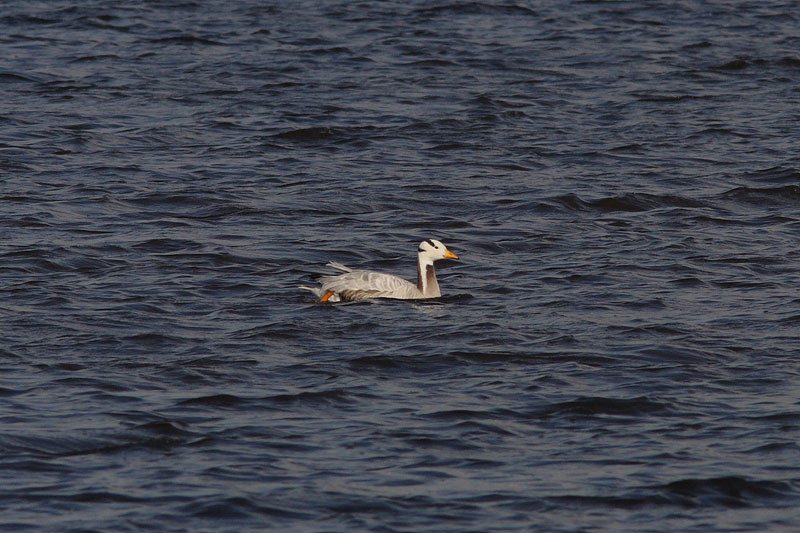 Indische Gans