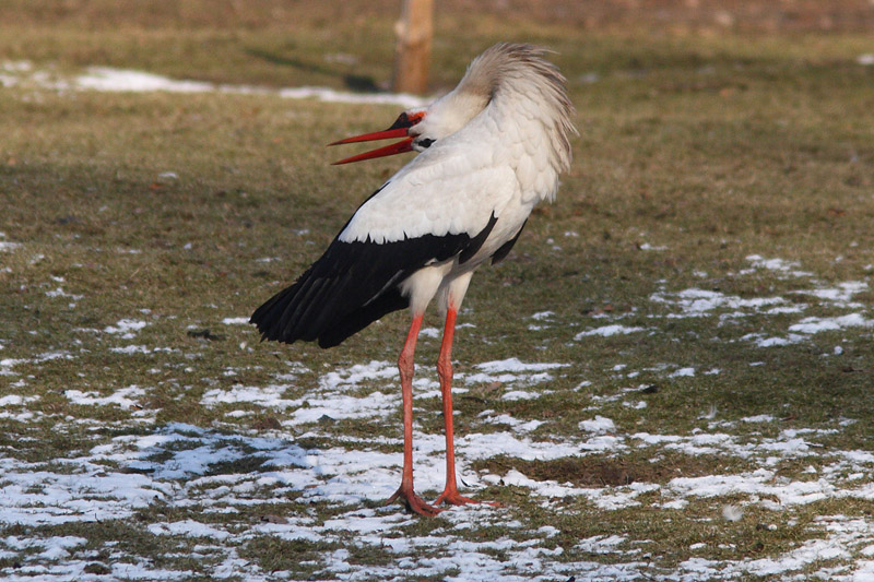 Ciconia ciconia - White Stork