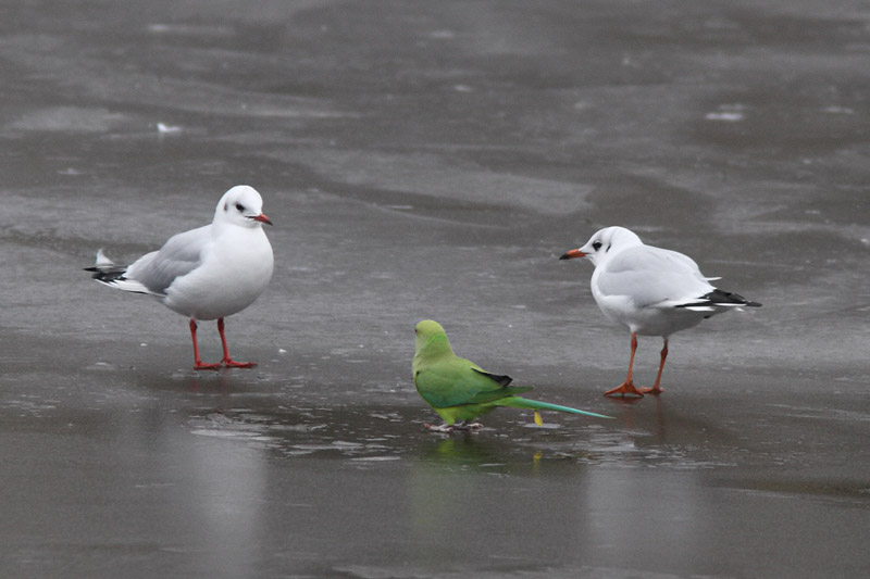 Kokmeeuwen met Halsbandparkiet