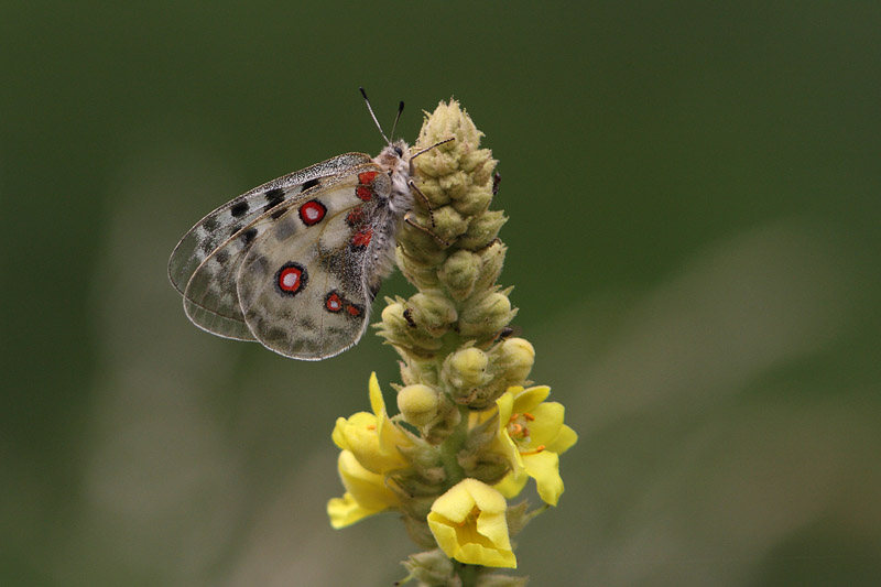 Parnassius apollo - Apollo Butterfly