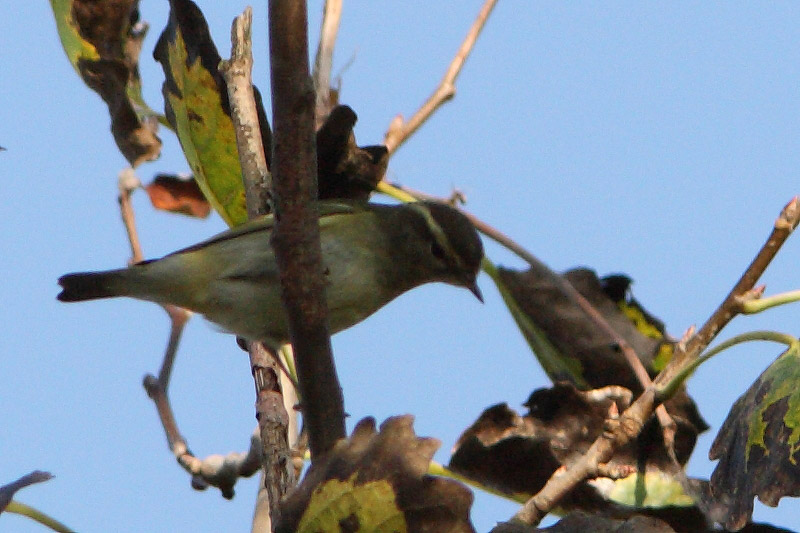 Yellow-browed Warbler - Phylloscopus inornatus