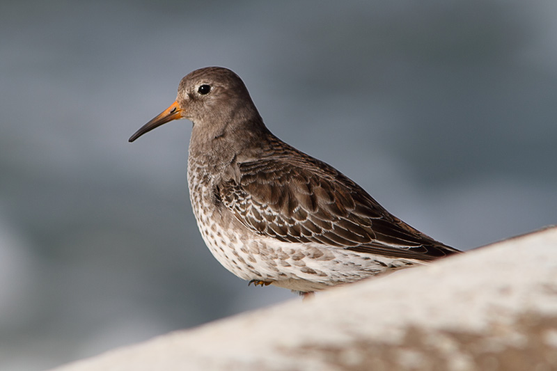 Paarse Strandloper