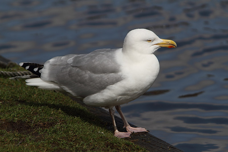 Zilvermeeuw