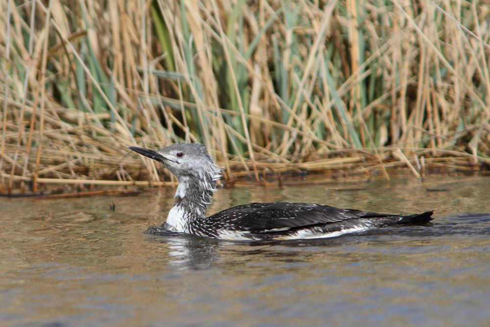 Roodkeelduiker