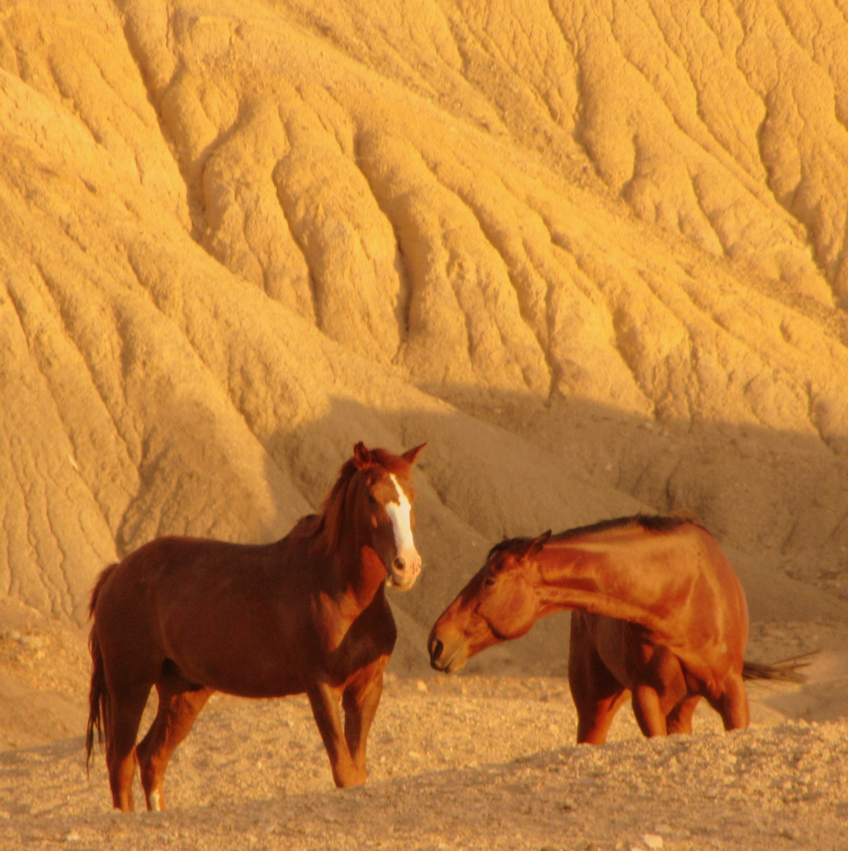 Terlingua horses 04