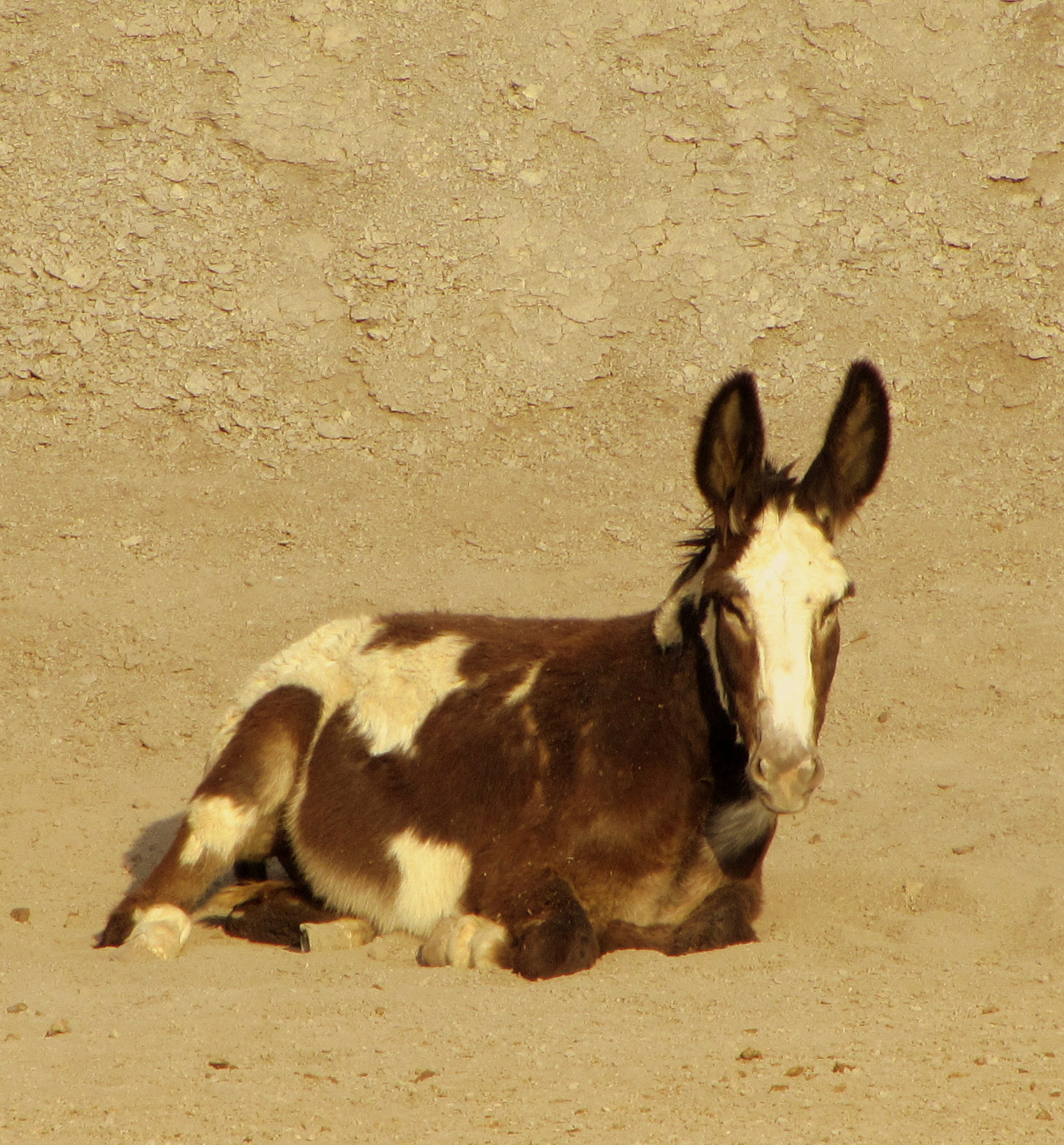 Terlingua burro