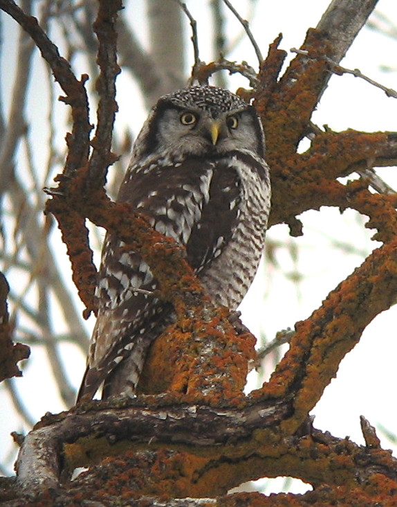 Northern Hawkowl