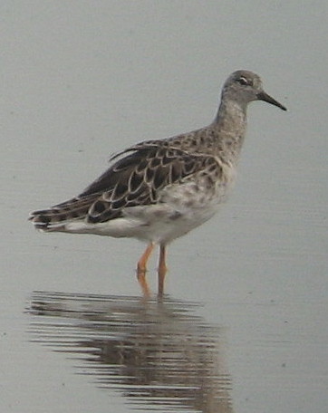 Ruff--TRNWR.jpg